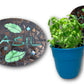 Oval 9" Mosaic Backer (pre-drilled for hangable & stakeable kits)